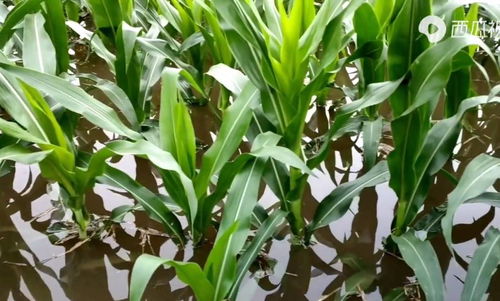 河南強(qiáng)降雨致上千公頃農(nóng)作物受災(zāi)，專家稱夏糧總體穩(wěn)定但蔬菜供應(yīng)面臨挑戰(zhàn)