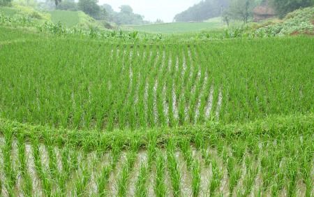 一年四季適宜種植的農作物與蔬菜