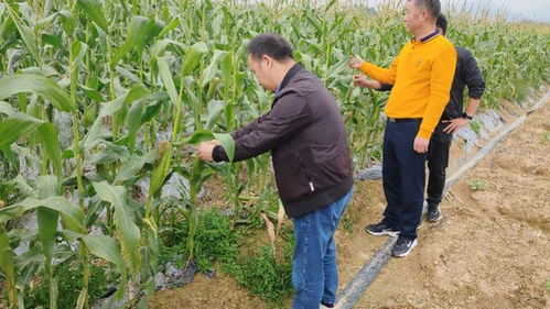 惠州市農業部門發布蔬菜防寒技術指南 多措并舉保障冬季農業生產