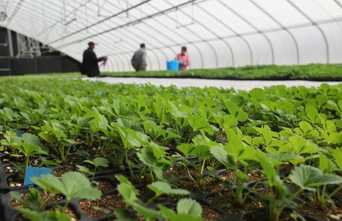 太空出差半年的農作物種子回家了，航天育種有何不同？