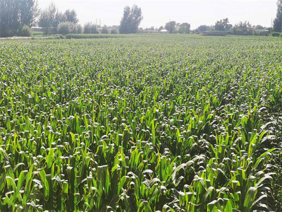 高產(chǎn)高效 相得益彰——合黎鎮(zhèn)制種玉米與蔬菜產(chǎn)業(yè)協(xié)同發(fā)展紀(jì)實(shí)