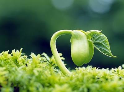 農(nóng)作物生長的五大關(guān)鍵條件