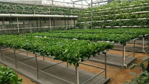 無土栽培 健康之選還是風險之虞？