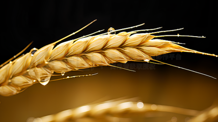 農作物廣告素材寶庫 海量圖片免費下載，助力農業營銷